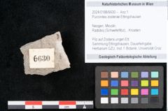 Foto (Objekt + Etikett) von Puccinites zosterae Ettingshausen (NHMW-GEO-2024-0188-6630)